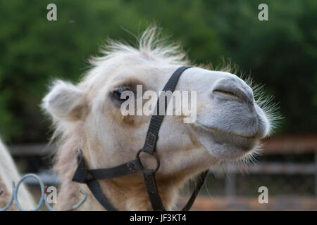 Schließen Portrait von Kamel im Zoo Stockfoto