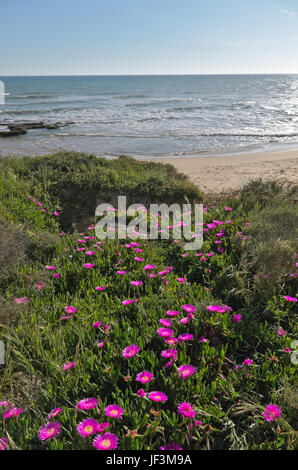 Szene erfasst in Chiringuitos Strand (auch genannt Gale Strand), Albufeira. Algarve, Portugal Stockfoto