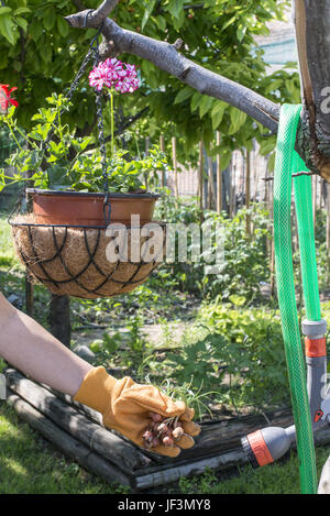 Händen halten die Glühlampen in einem Garten Stockfoto