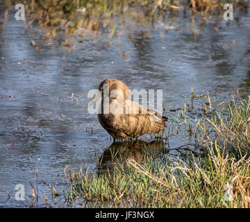 Ein Hamerkop Vogel steht in einem Pool im südlichen afrikanischen Savanne Stockfoto