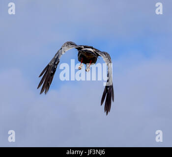 Eine südliche blass singen Goshawk im Flug im südlichen Afrika Stockfoto
