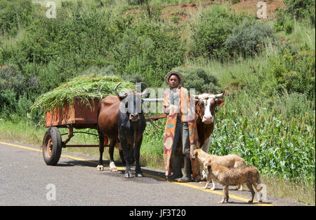 Junge mit geladenen Ochsekarre Hlotse River Valley Leribe Bezirk Lesotho Südliches Afrika Stockfoto