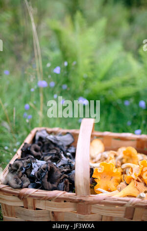 Pilze im Korb Stockfoto