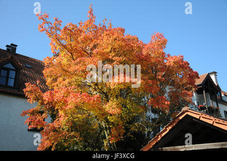 Acer Ginnala, Amur-Ahorn Stockfoto