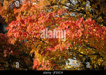 Acer Ginnala, Amur-Ahorn Stockfoto