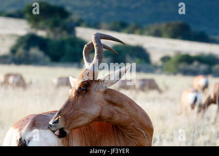 Red Hartebeest mit lästigen Fliegen. Stockfoto