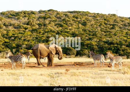 Der Elefant und Zebra schwanz Kampf Stockfoto