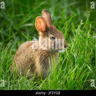 ARLINGTON, VIRGINIA, USA - 4. Juni 2017: Hase im Rasen. Wilden Osten Cottontail. Sylvilagus floridanus Stockfoto