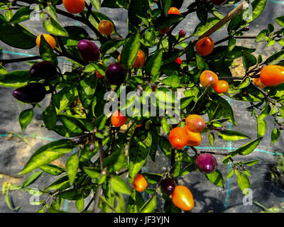 Mehrfarbige chili Pflanze Stockfoto