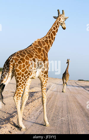 Giraffen auf Feldweg Stockfoto