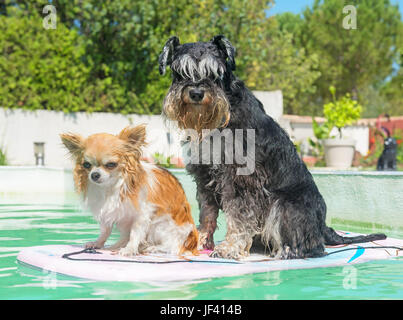 zwei Hunde und Schwimmbad im Sommer Stockfoto