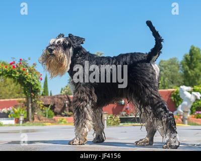 reinrassige Zwergschnauzer Stand in der Nähe eines Swimming pools Stockfoto