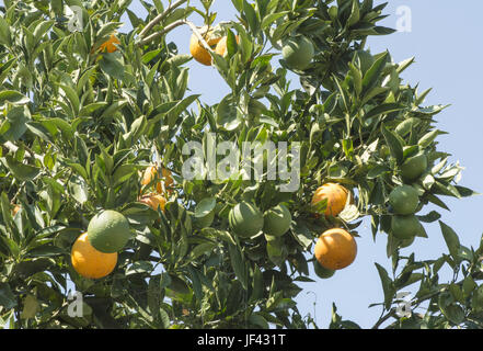 Orangen auf einem Zweig Stockfoto