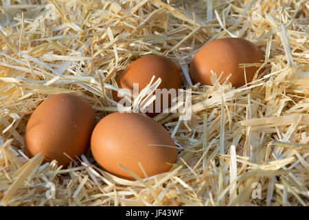 Frische braune Hühner Landeier in einem Stroh Bett Stockfoto