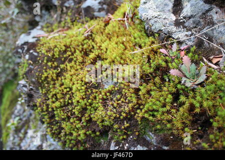 Moos auf Felsen Stockfoto