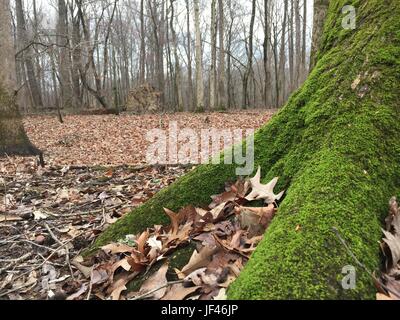 Moos auf Wurzeln Stockfoto