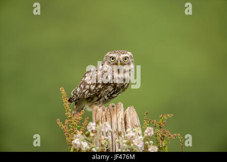 Steinkauz (Athene Noctua) thront auf einem alten post Stockfoto