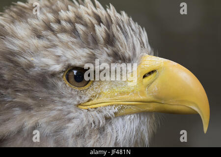 Seeadler Stockfoto