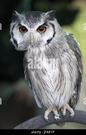 Southern White - Eule konfrontiert Stockfoto