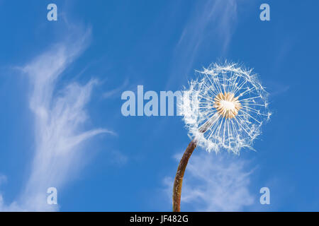 Löwenzahn gegen den blauen Himmel. Stockfoto