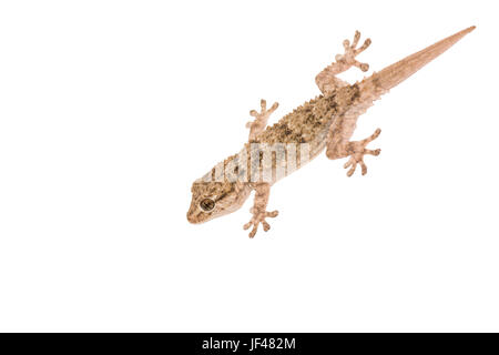 Gekko vor weißem Hintergrund Stockfoto