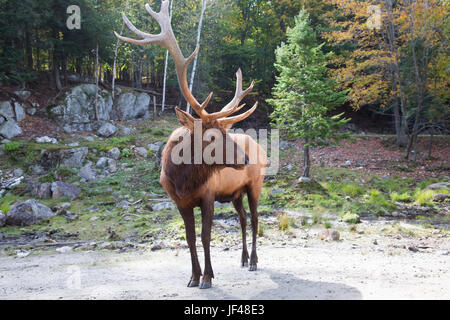 Safari Park Omega in der Nähe von Ottawa Stockfoto