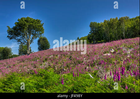 Ein Meer aus lila wie Fingerhut Abdeckung eines Hügels gefällt vor kurzem Wald in Southwick, Dumfries and Galloway, Schottland. Stockfoto