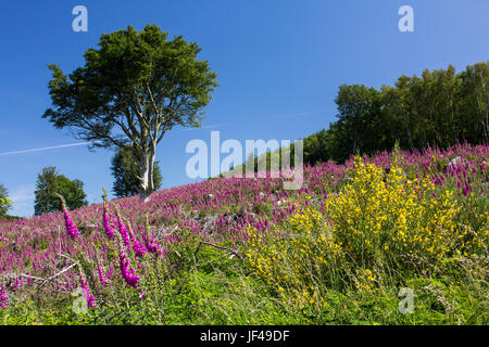 Ein Meer aus lila wie Fingerhut Abdeckung eines Hügels gefällt vor kurzem Wald in Southwick, Dumfries and Galloway, Schottland. Stockfoto