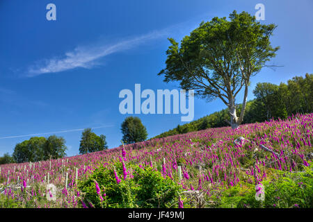 Ein Meer aus lila wie Fingerhut Abdeckung eines Hügels gefällt vor kurzem Wald in Southwick, Dumfries and Galloway, Schottland. Stockfoto