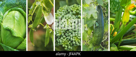 Panorama Banner frische gesunde Bio Grüne Gemüsesorten Hinterhof Garten Stockfoto