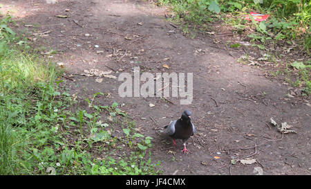 Europäische Hohltaube Columba Oenas auf Nahrungssuche in einem Rasen mit leuchtend grünen Rasen beim Blick in die Kamera. Stockfoto