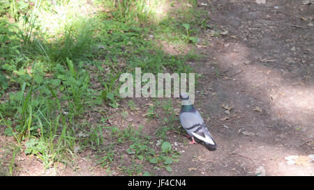 Europäische Hohltaube Columba Oenas auf Nahrungssuche in einem Rasen mit leuchtend grünen Rasen beim Blick in die Kamera. Stockfoto