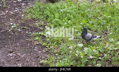 Europäische Hohltaube Columba Oenas auf Nahrungssuche in einem Rasen mit leuchtend grünen Rasen beim Blick in die Kamera. Stockfoto