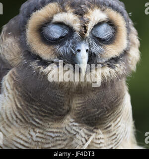Braunes Holz Eule Stockfoto