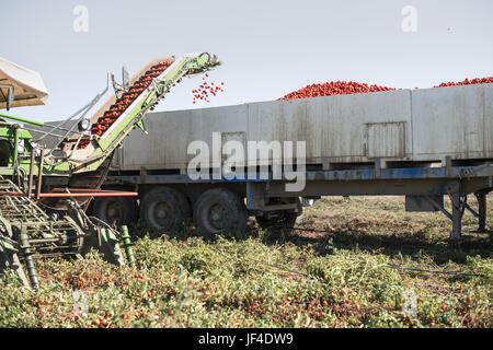 Feldhäcksler sammelt Tomaten Stockfoto