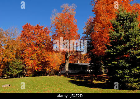 Schöne farbige Bäume im Herbst. Stockfoto