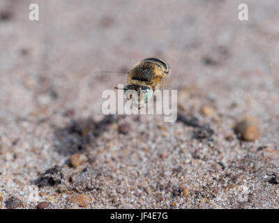 Kleine Blume Biene - Anthophora Bimaculata Tiefflug auf sandige Heide Stockfoto