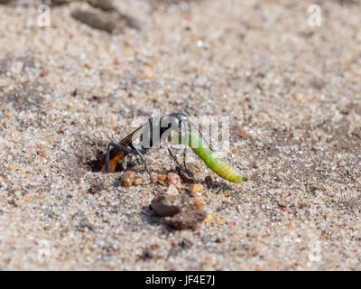 Heide Sand Wasp (Ammophila Pubescens) ziehen Larve Grub Beute in seiner sandigen Burrow, Lager für Lebensmittel Stockfoto