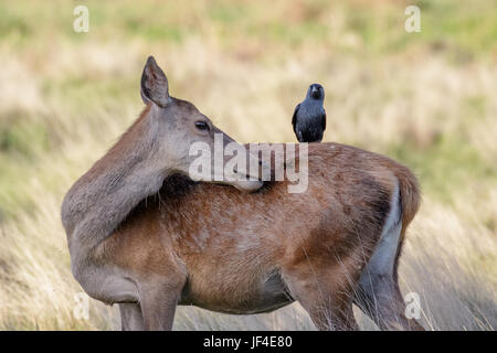 Pflege von weiblichen Hind Rothirsch (Cervus Elaphus) mit Dohle auf Rückseite Stockfoto