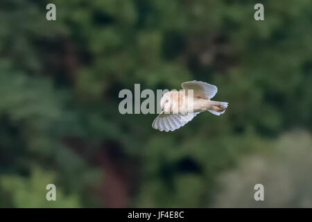 Seitenansicht von einer einzigen Schleiereule (Tyto Alba) fliegen auf grünem Hintergrund Stockfoto