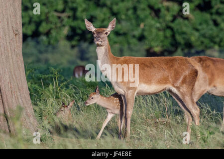 Rothirsch (Cervus Elaphus) weibliche Hinterbeine Mutter und junge Kälbchen kleben in der Nähe Stockfoto