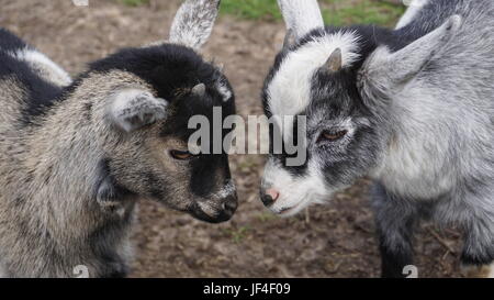 die bescheidene Ziege Stockfoto