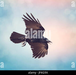 Amerikanische Krähe im Flug gegen den Himmel Stockfoto