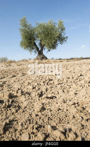 Ein Olivenbaum Stockfoto