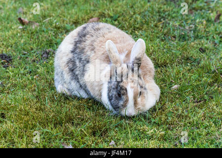 Dappled hase im gras. Stockfoto