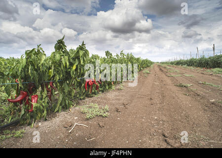 Plantagen der Pfeffer in das Feld Stockfoto