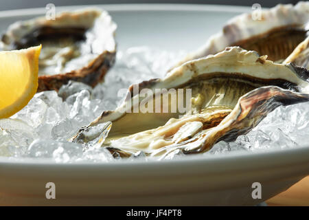 Austern mit Zitrone auf Platte Stockfoto