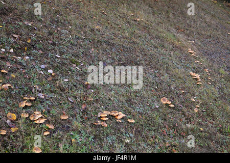 Fairy Ring der rutschigen Jack, suillus luteus Stockfoto