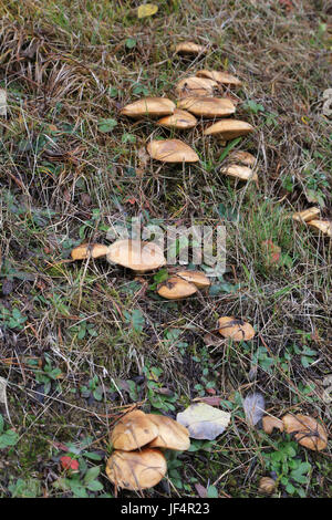 Rutschige Jack, suillus luteus Stockfoto