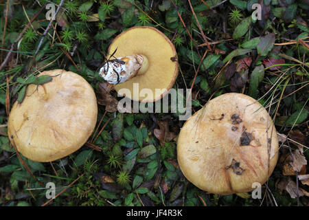 Rutschige Jack, suillus luteus Stockfoto